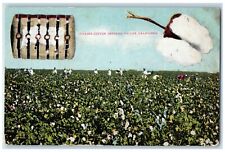 c1910 Picking Cotton Imperial Valley California CA Posted Antique Postcard picture