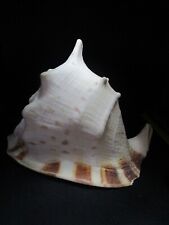 Large Horned Helmut Conch 11 x 9