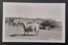 RPPC Scotch Highland Cow Cattle Stoddard NH New Hampshire Vintage Postcard picture