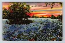 TX-Texas, Blue Bonnets, State Flower of Texas, Antique Vintage Postcard picture