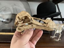 Skull Raphus cucullatus museum quality Oddities Dodo Crane Replica picture