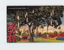 Postcard Sausage Tree Miami Florida USA picture