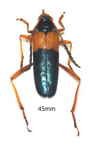 Cerambycidae.  Schmidtiana sp. West Kalimantan picture