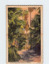 Postcard In the Jungle Palm Canyon California USA picture