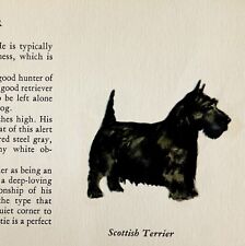 Scottish Terrier 1939 Scottie Dog Breed Art Ole Larsen Color Plate Print PCBG17 picture