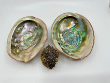Vintage & Best Large Calif Red Abalone Shells and Taxidermy Pufferfish Lot of 3 picture
