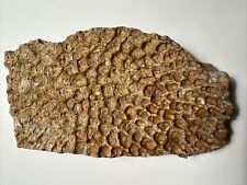rare HUGE 6.25 inch SUPER CROCODILE Osteoderm scute Fossil Colorado ALLIGATOR picture