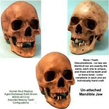 Aged Distressed Human Skull-Life Size Replica Relic Earth Brown #3093-9010 USA picture