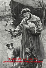 Dog Border Collie & Briard, Shepherd, Magpie & Lamb, Large 1890s Antique Print picture