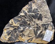Fossil Leaf Plate: Ginkgo huttoni, Yorkshire, England picture