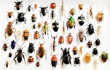 LOT OF 50 pieces mixed lot of assorted beetles bugs insects collection picture