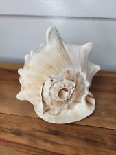 LARGE 9” X 7” HORNED King Helmet CONCH SHELL Blowing Horn Big Beautiful picture