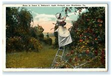 1921 James Robinson's Apple Orchard Winchester Virginia VA Dillons Run Postcard picture