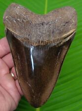 MEGALODON SHARK TOOTH - 5 & 1/2  - SHARKS TEETH - REAL FOSSIL MEGLADONE picture