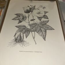 Vintage Print Of Cotton Plant Gossypium Sea Island Cotton picture