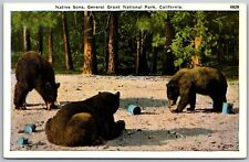 Vtg California CA Native Sons Bears General Grant National Park 1920s Postcard picture