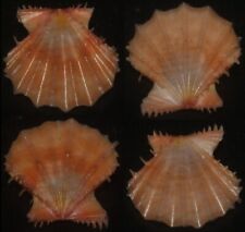 Tonyshells Seashell Chlamys rastellum SUPERB 21.2mm F+++/gem, superb small speci picture