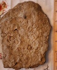 Large Western New York Devonian Fossil. 420 to 359 Million Years Old. -Paleozoic picture