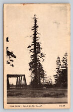 c1940s The Tree Palo Alto California P807 picture