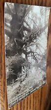 Antique Real Photo Postcard Redwood Highway California 12 Ferns Growing on Tree picture