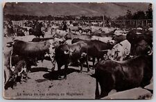 Huaso Branding Cattle at Ranch Magallanes Chile 1908 DB Postcard K7 picture