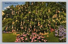 Mango Tree's of Florida Vintage Unposted Circa 1935 Linen Postcard picture