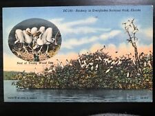 Vintage Postcard 1948 Rookery Everglades National Park Florida picture