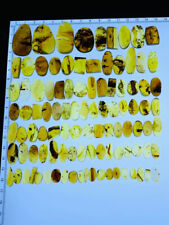 100PC Burmese burmite Cretaceous insect fossil amber Myanmar picture