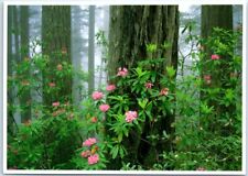 Postcard - Rhododendrons  - Redwood National Park, California picture