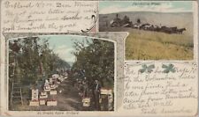 c1900s Oregon threshing harvesting wheat apple orchard workers postcard C922 picture
