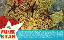 The Walking Star Five-Legged Starfish Postcard picture