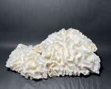 Lettuce Coral (15”x9”x9”) picture