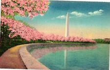 Vintage Postcard- Japanese Cherry Blossoms, Washington, DC. Early 1900s picture