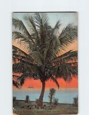 Postcard A Fine Specimen of Cocoanut Tree Florida USA North America picture