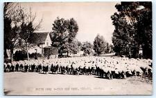 RPPC DILLON, MT Montana ~ Street Scene PRIZE HERD of SHEEP  c1940s  Postcard picture