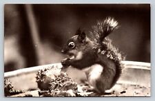 c1941 RPPC Douglass Squirrel Kings Canyon Nat'l Park NICE MSG VINTAGE Postcard picture