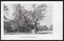 Washington Elm, Cambridge, Massachusetts, Very Early Postcard, Unused picture