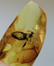 Baltic natural amber, fossil insect. Weight 5 grams. picture