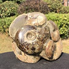 4.75LB Natural Large Beautiful Ammonite Fossil Conch Crystal Specimen Healing picture