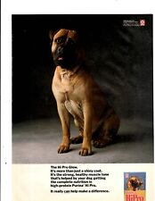 1989 Print Ad Purina Hi Pro Glow Dog Food Bull Mastiff Shiny Coat Strong Muscle picture