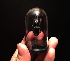 Cantharolethrus steinheili Insect Globe Curiosity Cabinet from Peru picture