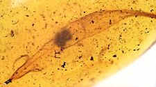 Fantastic Large Feather, Fossil inclusion in Burmese Amber picture