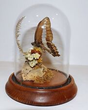 LOVELY VINTAGE REAL GRAPHIUM SARPEDON JAPAN BUTTERFLY 4 3/4