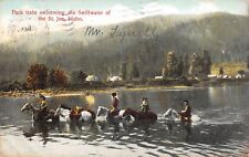 Pack Train Swimming the Swiftwater of the St. Joe River Idaho 1909 Postcard picture