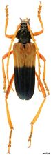 Coleoptera Cerambycidae Schmidtiana violaceothoracica Laos 35mm picture