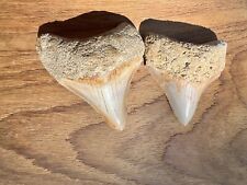 Two Awesome Little Indonesian megalodon Teeth With Excellent Serrations picture