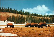 Vintage Postcard The Great American Buffalo Yellowstone National Park Wyoming picture