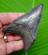 MEGALODON SHARK TOOTH  - OVER 3 & 13/16 in.  - SERRATED GRADE - MEGLADONE  picture