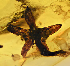 Rare Tropidogyne pikei - Five petal flower, Fossil inclusion in Burmese Amber picture