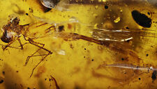 Rare Zygoptera (Damselfly), Fossil inclusion in Burmese Amber picture